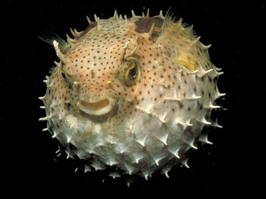 puffer - wallpaper