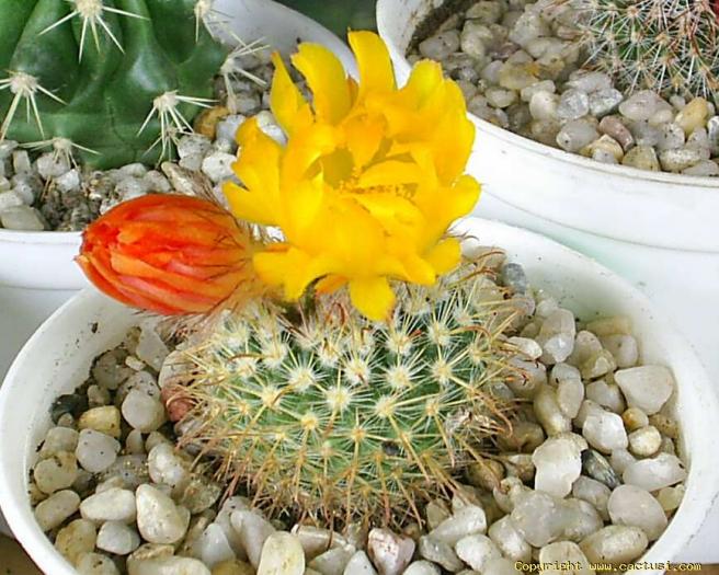 Parodia aureispina v.aurea sp.galbeni