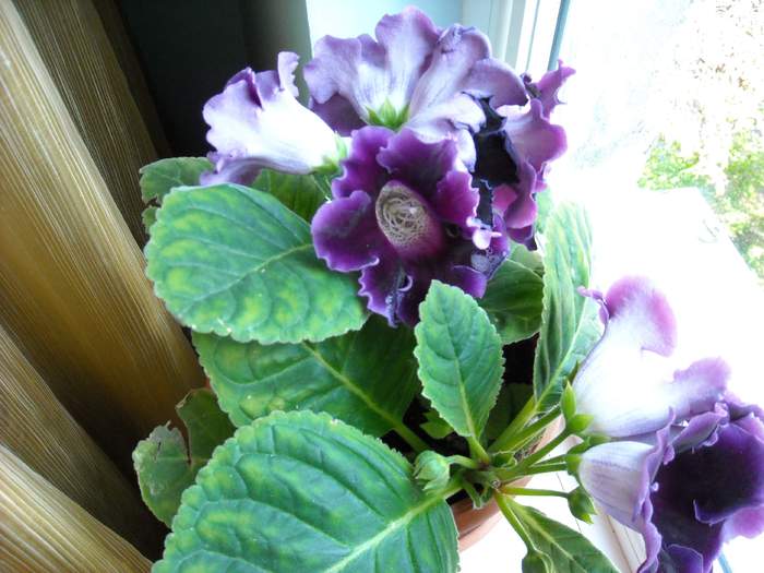 GLOXINIA 1