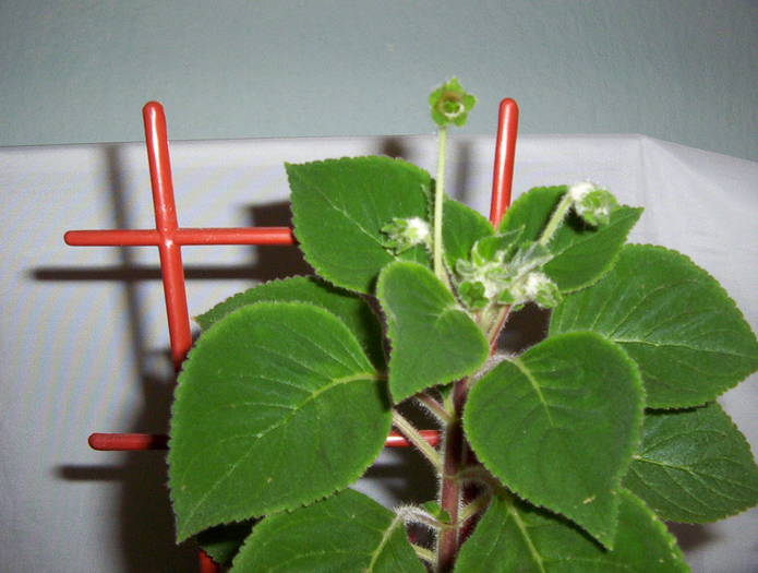 Bibbi - boboci - KOHLERIA