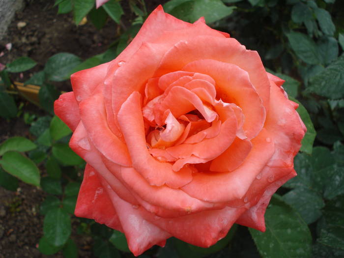 Rose Artistry (2009, May 29)