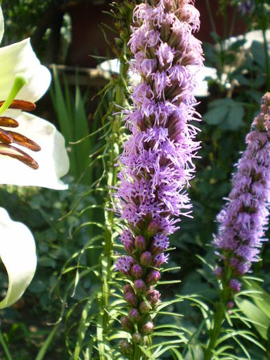 liatris - flori de gradina 2009