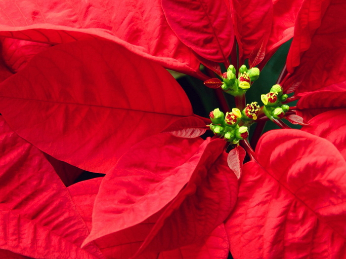 Christmas Wallpapers (97)