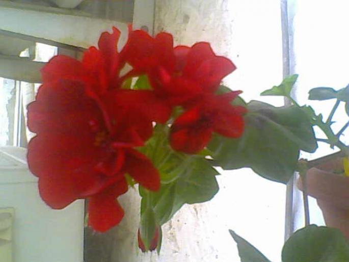 21-04-08_073750; muscata
