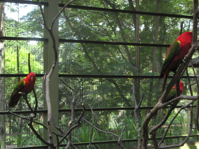 IMG_0110 - 2_1 - Kuala Lumpur Bird Park