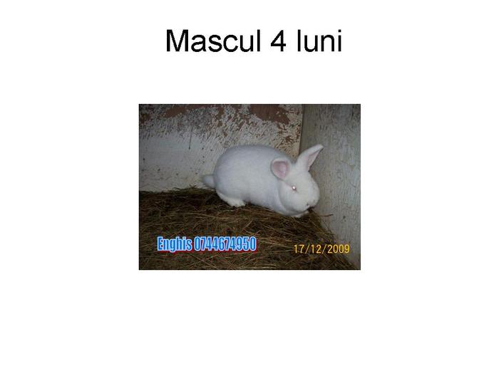 Mascul 4 luni - S-au vandut 09 02 2010