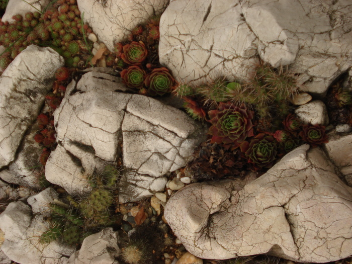 DSC01622 - Sempervivum