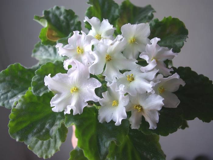 Golden Autumn (LLG/ Sorano) - 2013 - Violete Africane