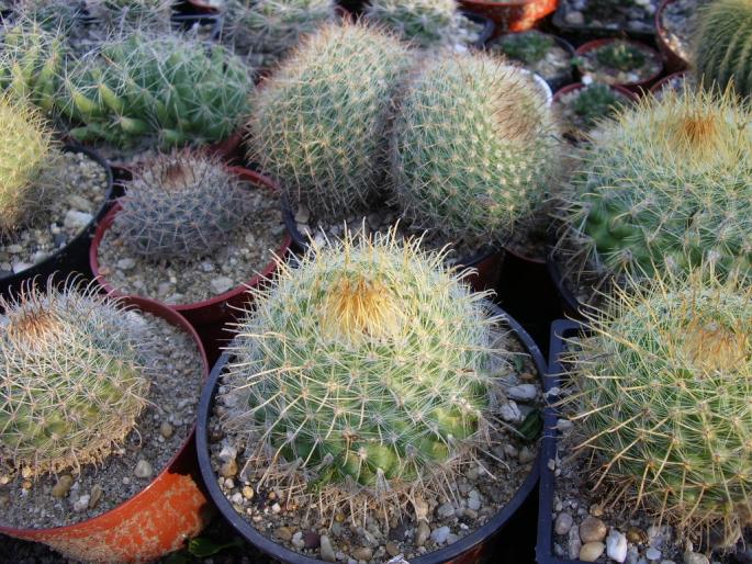 Parodia grup