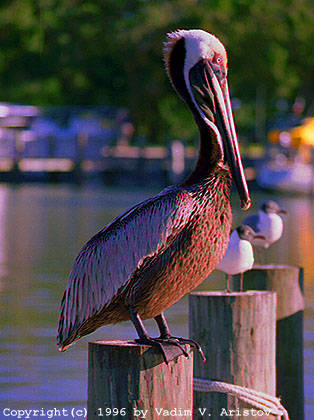 PELICAN3