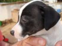 jack russell - Catei de vanzare