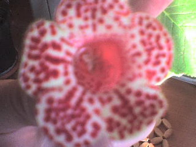 KOHLERIA; clopotei
