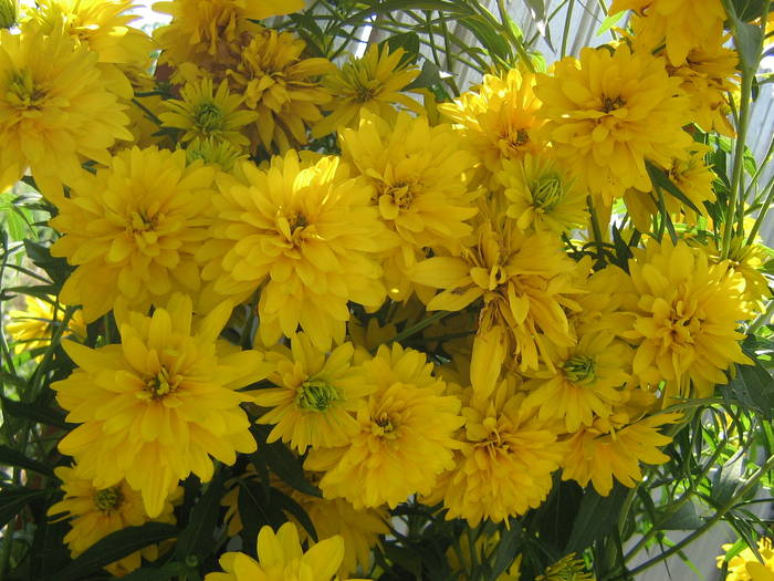 18iulie 043 - flori de gradina 2009