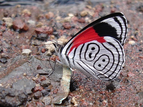 diaethria-species-88-butterfly-drinking - Fluturasi