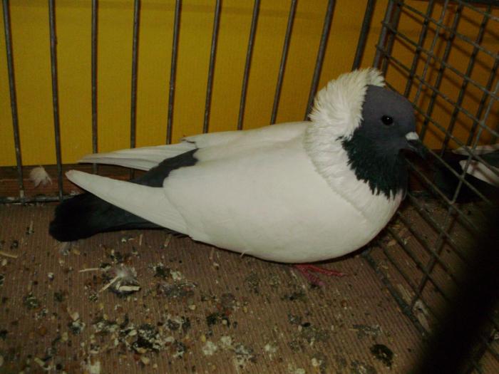 10242 suddeutsche mohrenkopfe 1 - 1505 partea 3