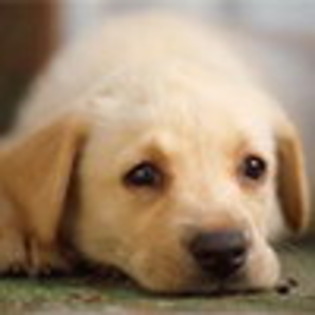 Avatar Animale Avatare cu Animale Somnoroase