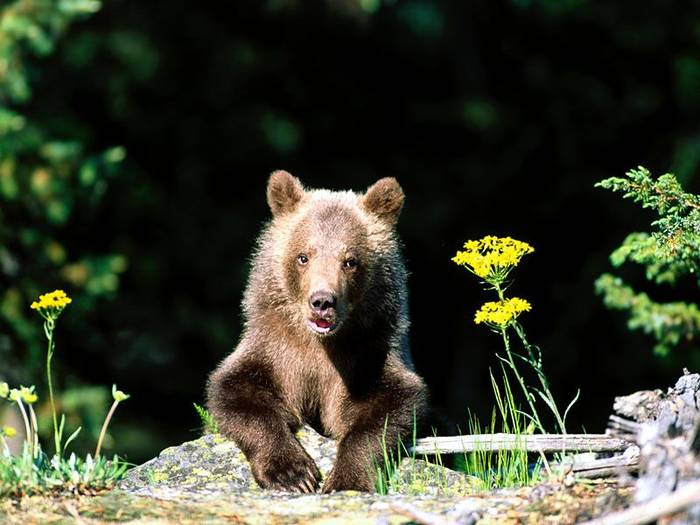 kicking back grizzly bear cuh