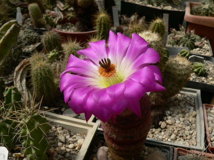 echinocereus_rigidissimus_L 088 (1) - genul Echinocereus