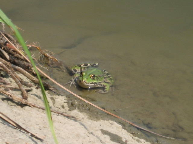 Rana esculenta