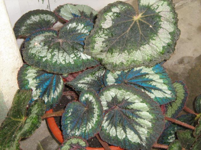 begonia rex; begonie
