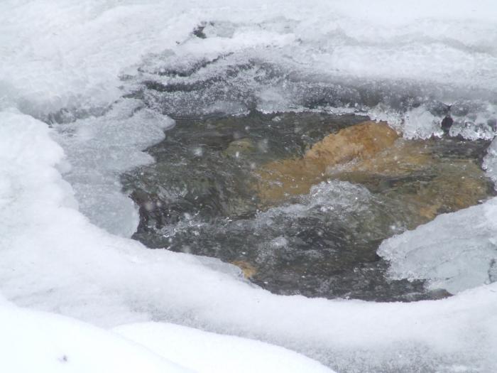 DSCF4584 - poiana zinelor