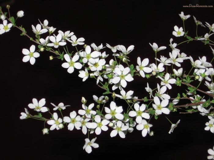 461416b244500Picture_010 - poze flori