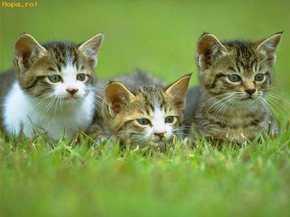 05_cats_38941_1225120167[1] - animale