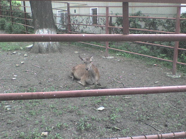 caprioara - poze parcul zoologic piatra neamt