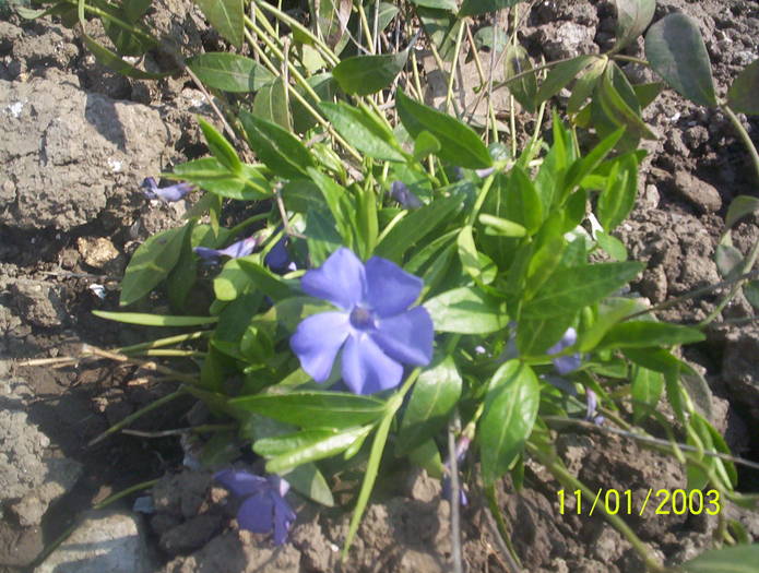 vinca