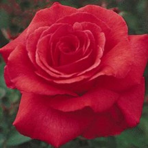 ROSE133 - Trandafiri