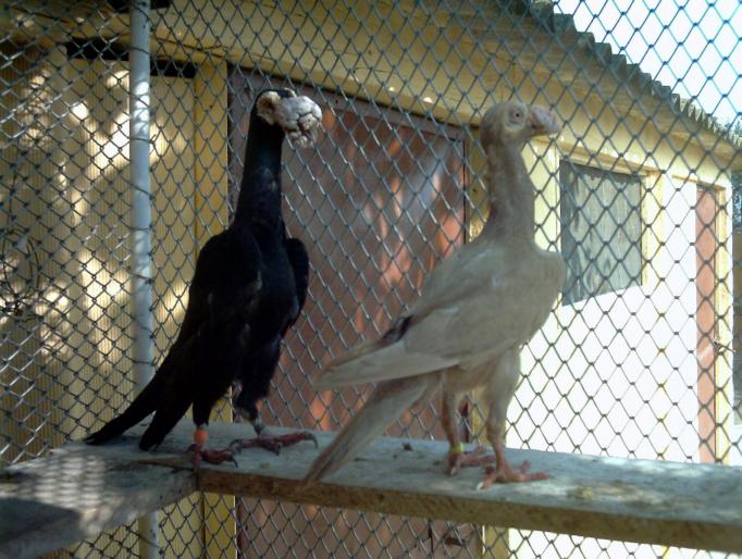 14 - porumbei carieri - 2007
