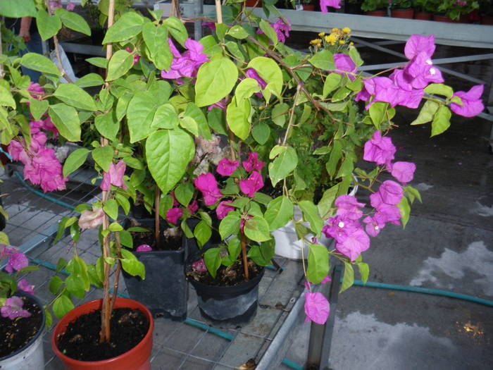 boungainvillea - flori si plante ornamentale