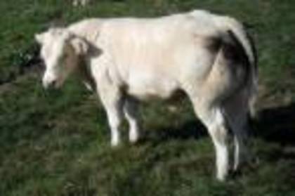 taur-blanc-bleu-belge - Vaci de carne DANYJOJO