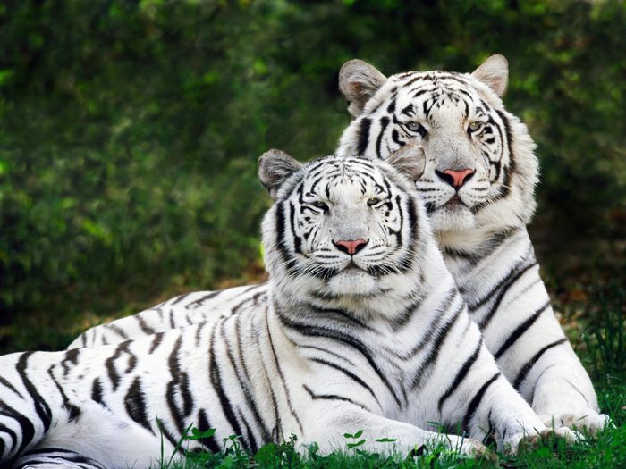 White Phase, Bengal Tigers - Animale