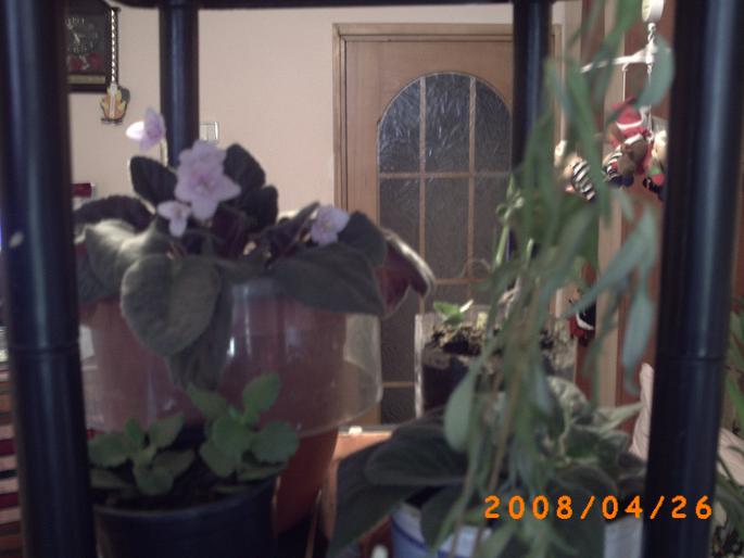 violeta roz batuta - florile mele-2008-martie