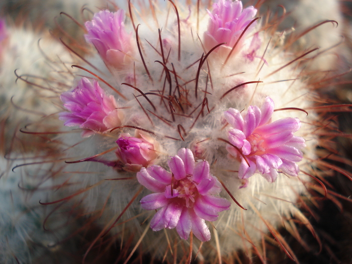 Mammillaria bombycina