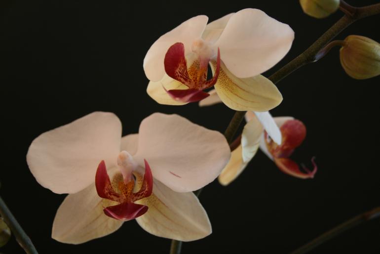 phalaenopsis - plante 2007