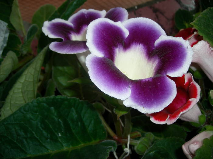 Gloxinie mov paspolat - Flori - 2009