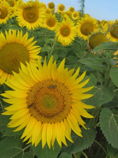 18iulie 017 - albinarit