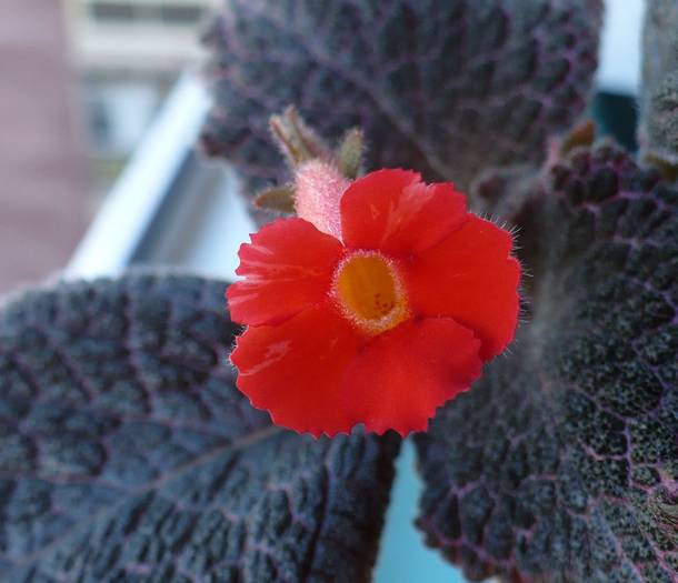 P1090536 - Episcia 2009 - 2010 - 2012 - 2014