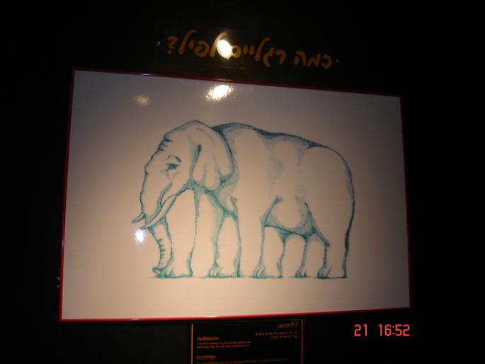 430  Israel - Eilat - 2008 ISRAEL NOIEMBRIE