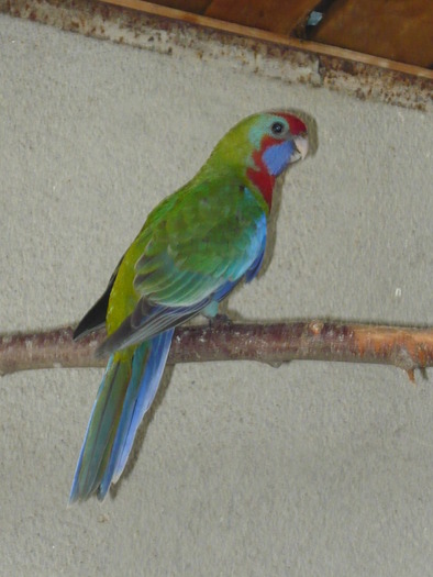 P1020590 - 3 Papagali-perusi cu mot