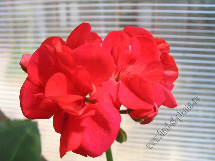 Pelargonium Bobi 1