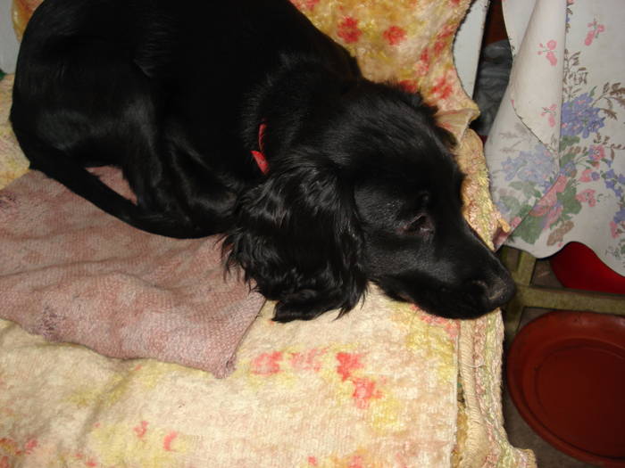 DSC09660 - ANIMALUTELE MELE