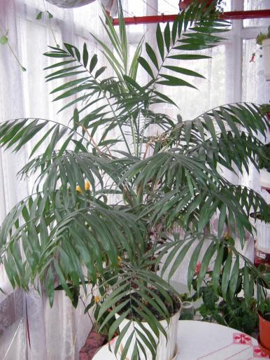 Flori 2008 