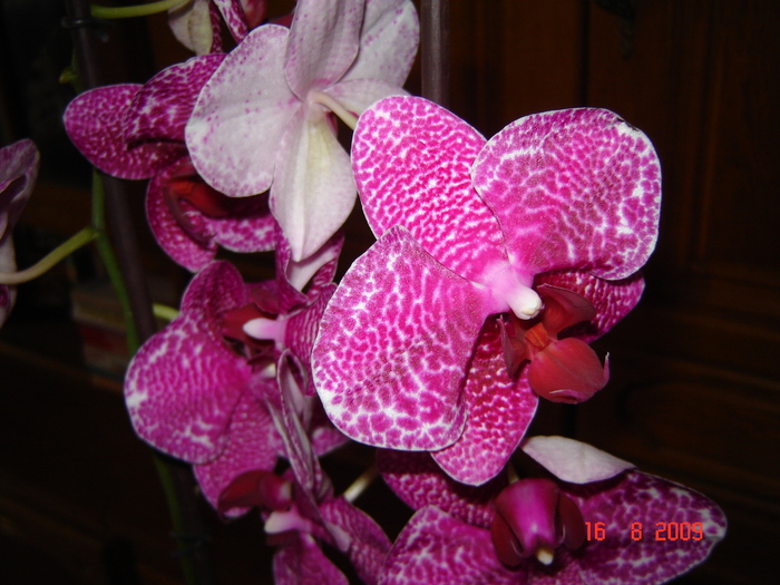 DSC02577 - flori
