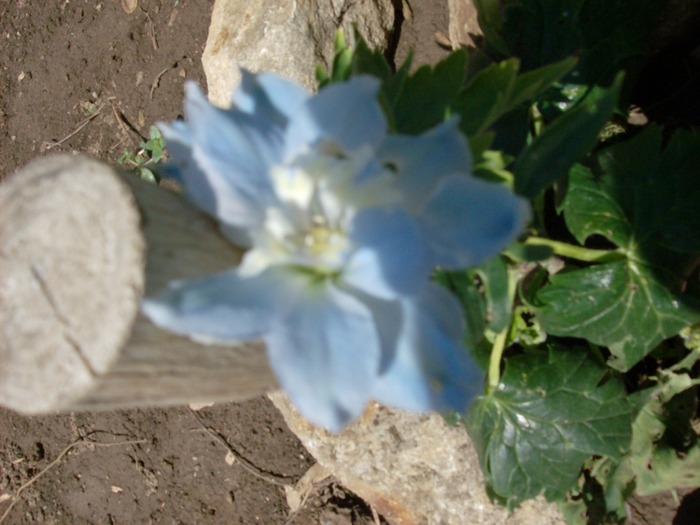 Delphinium - Plante de gradina 2010