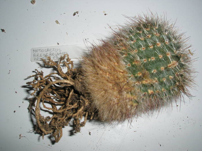Notocactus brederoianus