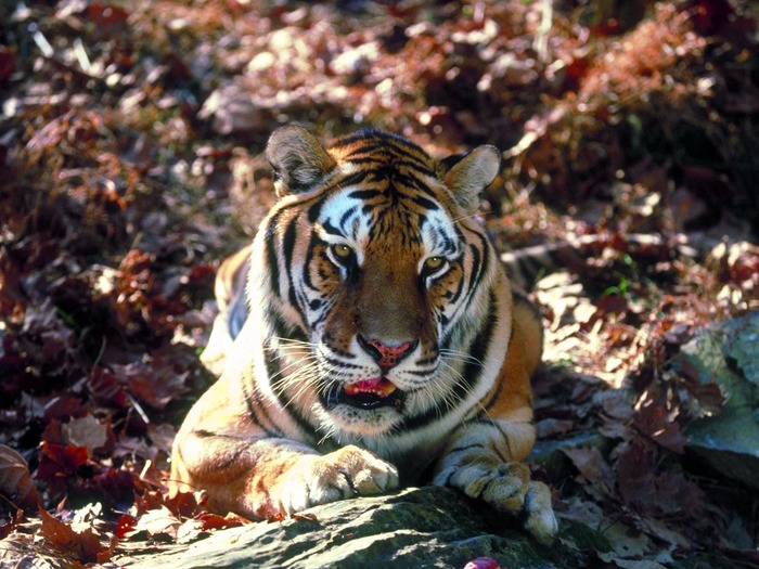 Tiger_08 - Desktop Tigers