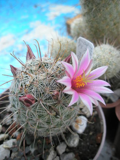 Mammillaria jaliscana - 03.07 - Mammillaria